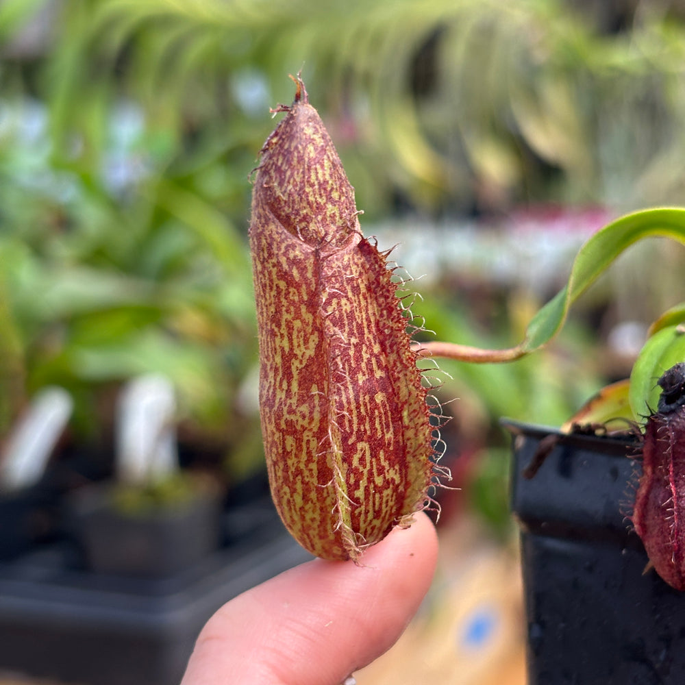 
                      
                        [A753] Nepenthes hamata Tambusisi x (ventricosa x hamata)
                      
                    