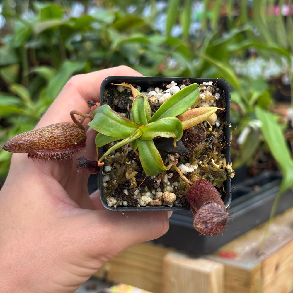 
                      
                        [A753] Nepenthes hamata Tambusisi x (ventricosa x hamata)
                      
                    