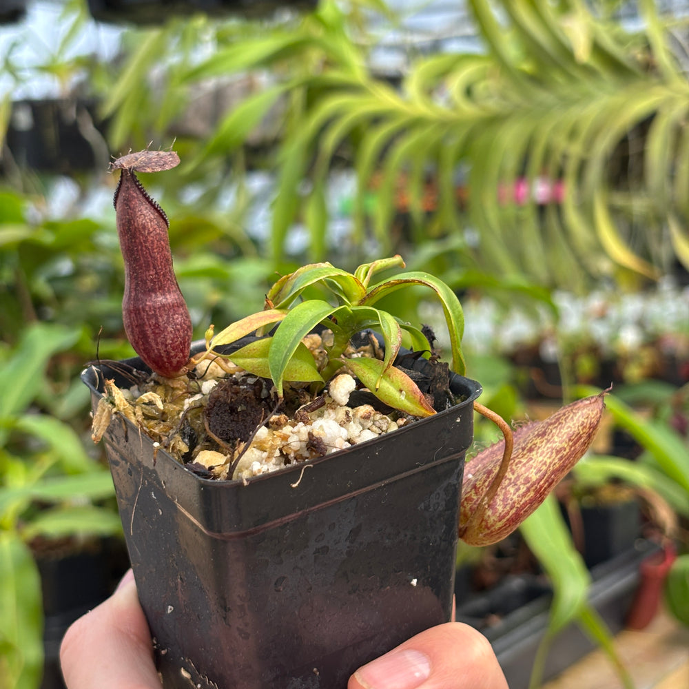 
                      
                        [A753] Nepenthes hamata Tambusisi x (ventricosa x hamata)
                      
                    