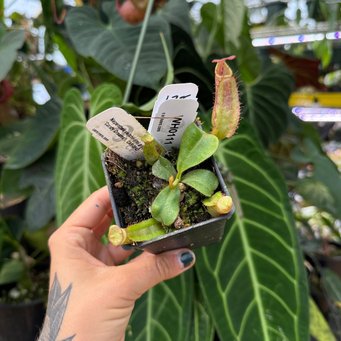 WH0111	Nepenthes veitchii ((m) grex#2 x 'Candy Dreams'), CAR-0843 (S)