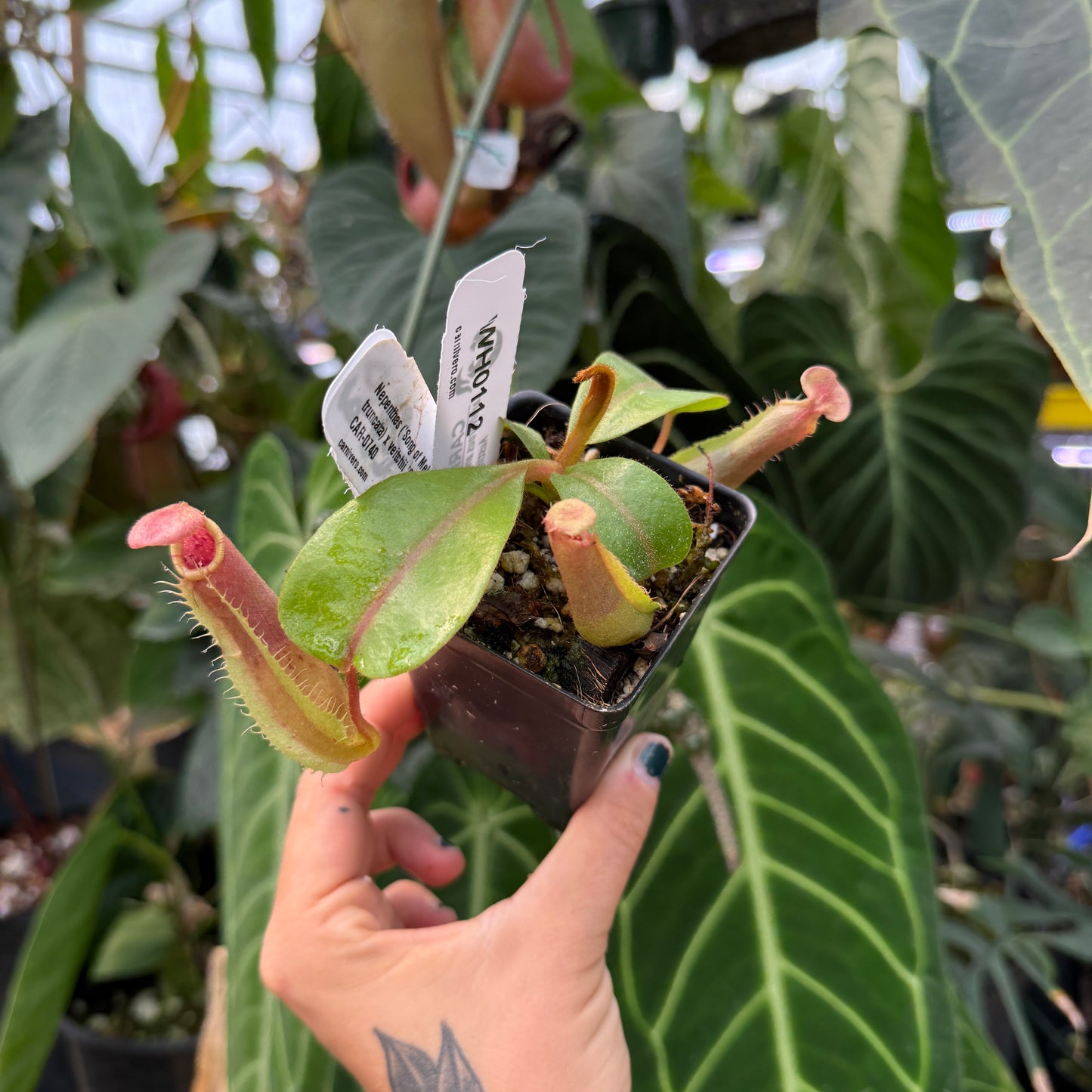 WH0112	Nepenthes ('Song of Melancholy' x truncata) x veitchii 'Candy Dreams', CAR-0740	(S)