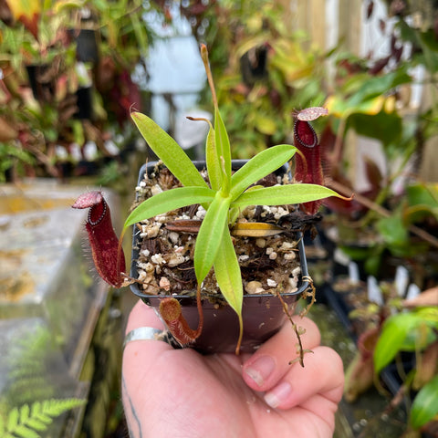 Nepenthes singalana x hamata x hamata BE-4576 plant with green leaves and red pitchers with fringed rims