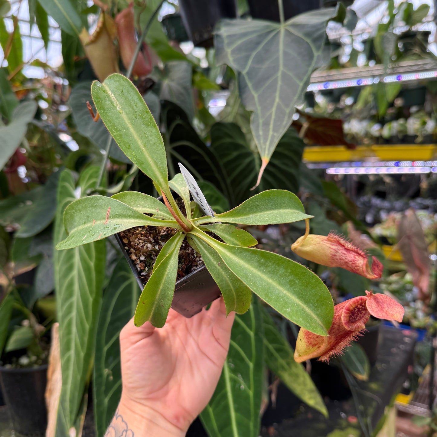 WH0117	Nepenthes (lowii x veitchii)-JY x "Redonkulas', CAR-0465 (L)