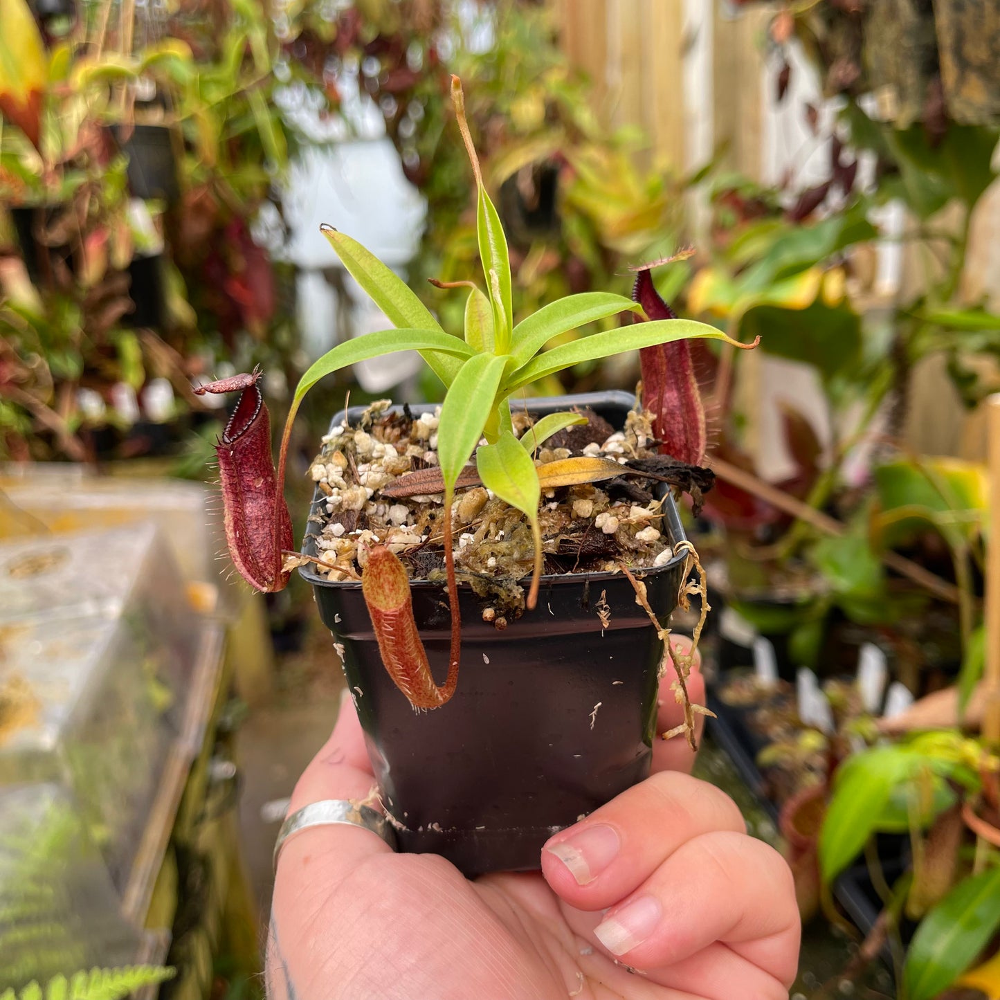 Nepenthes (singalana x hamata) x hamata BE-4576