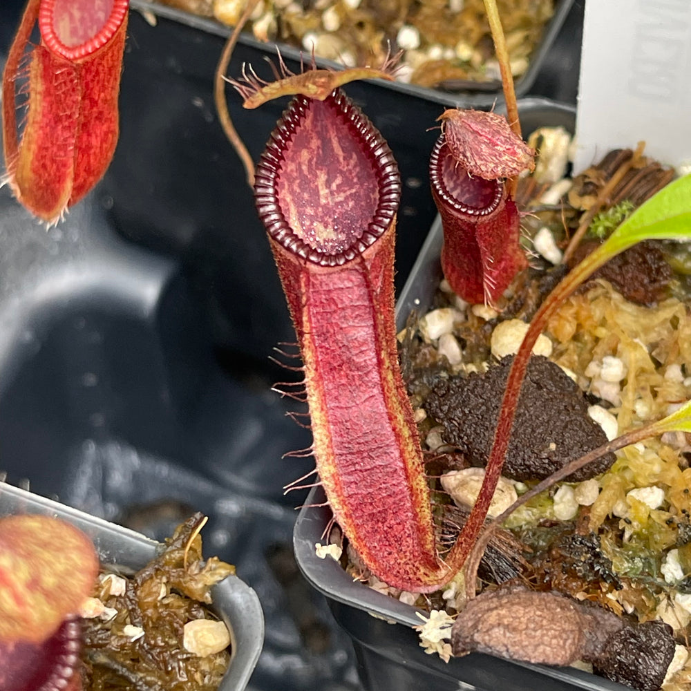 
                      
                        Nepenthes (singalana x hamata) x hamata BE-4576
                      
                    