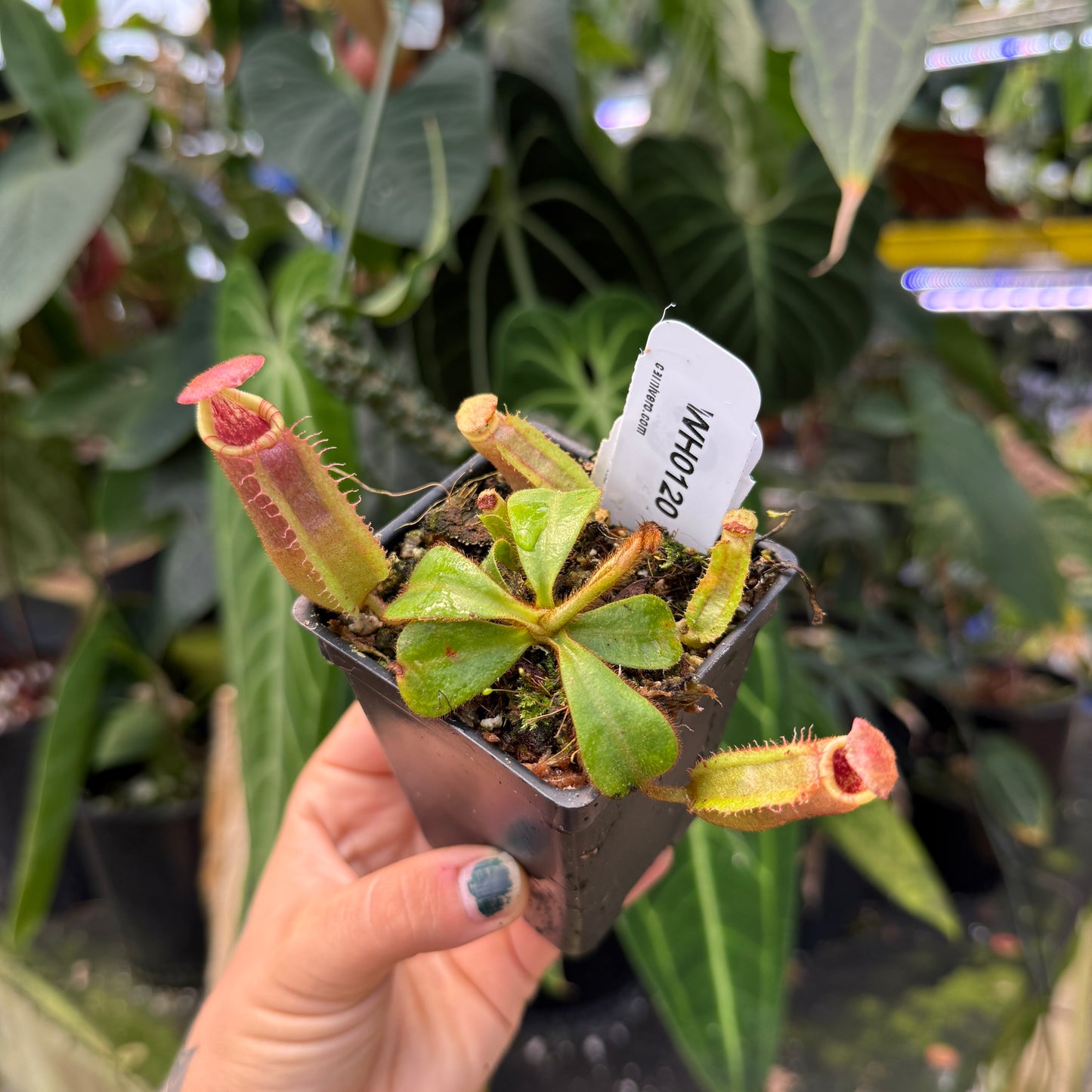 WH0120	Nepenthes veitchii ((m) grex#2 x 'Candy Dreams'), CAR-0843 (XS)