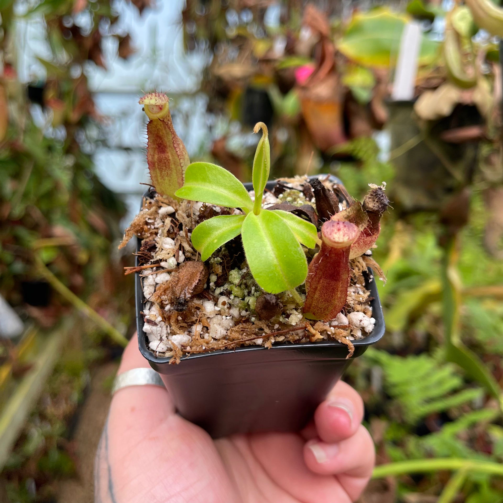 Nepenthes truncata JB x (spathulata x gymnamphora) -purple, CAR
