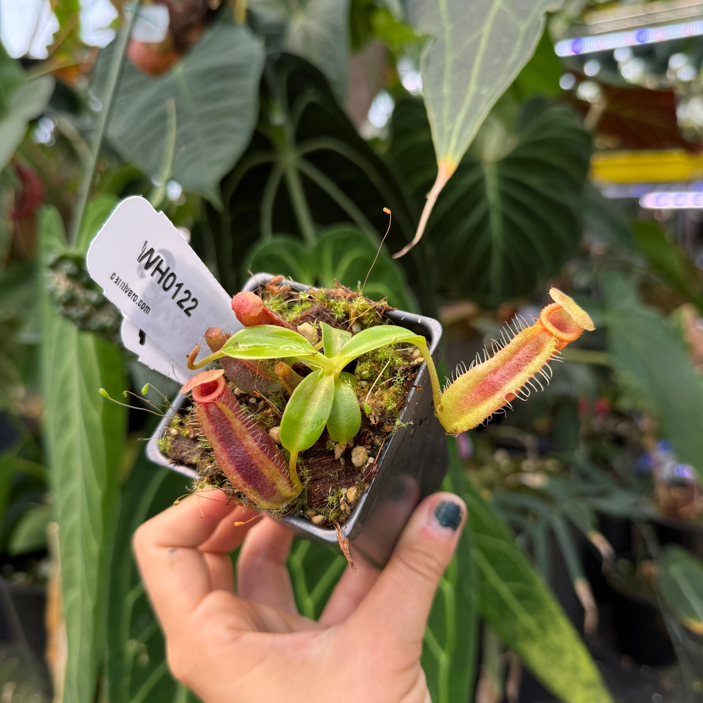 WH0122	Nepenthes spathulata x edwardsiana, CAR-0953 (XS)