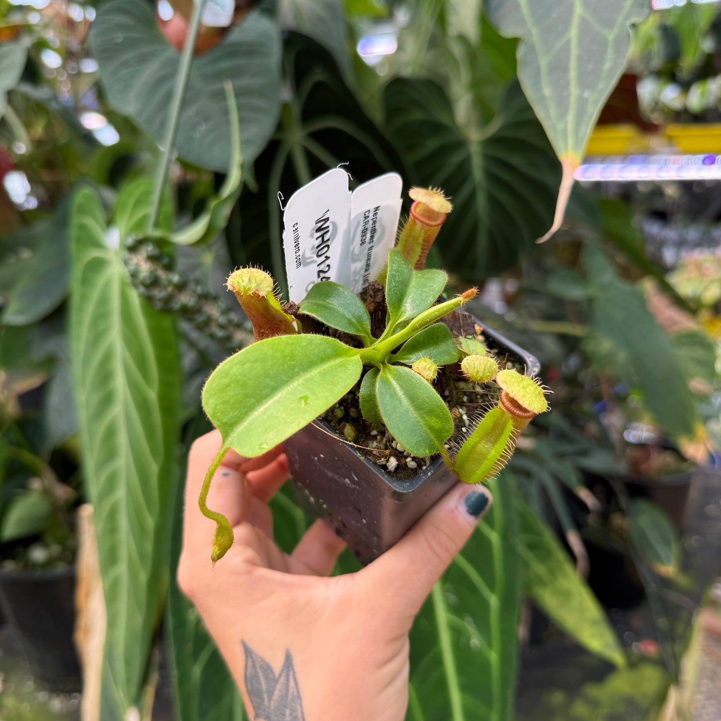 WH0124	Nepenthes truncata [(d) x Pasian Red] x villosa, CAR-0938 	(S)