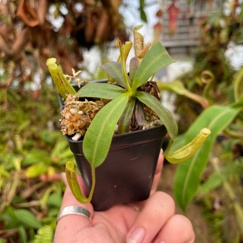 Nepenthes vogelii x platychila plant with bright green leaves and long slender curved pitcher