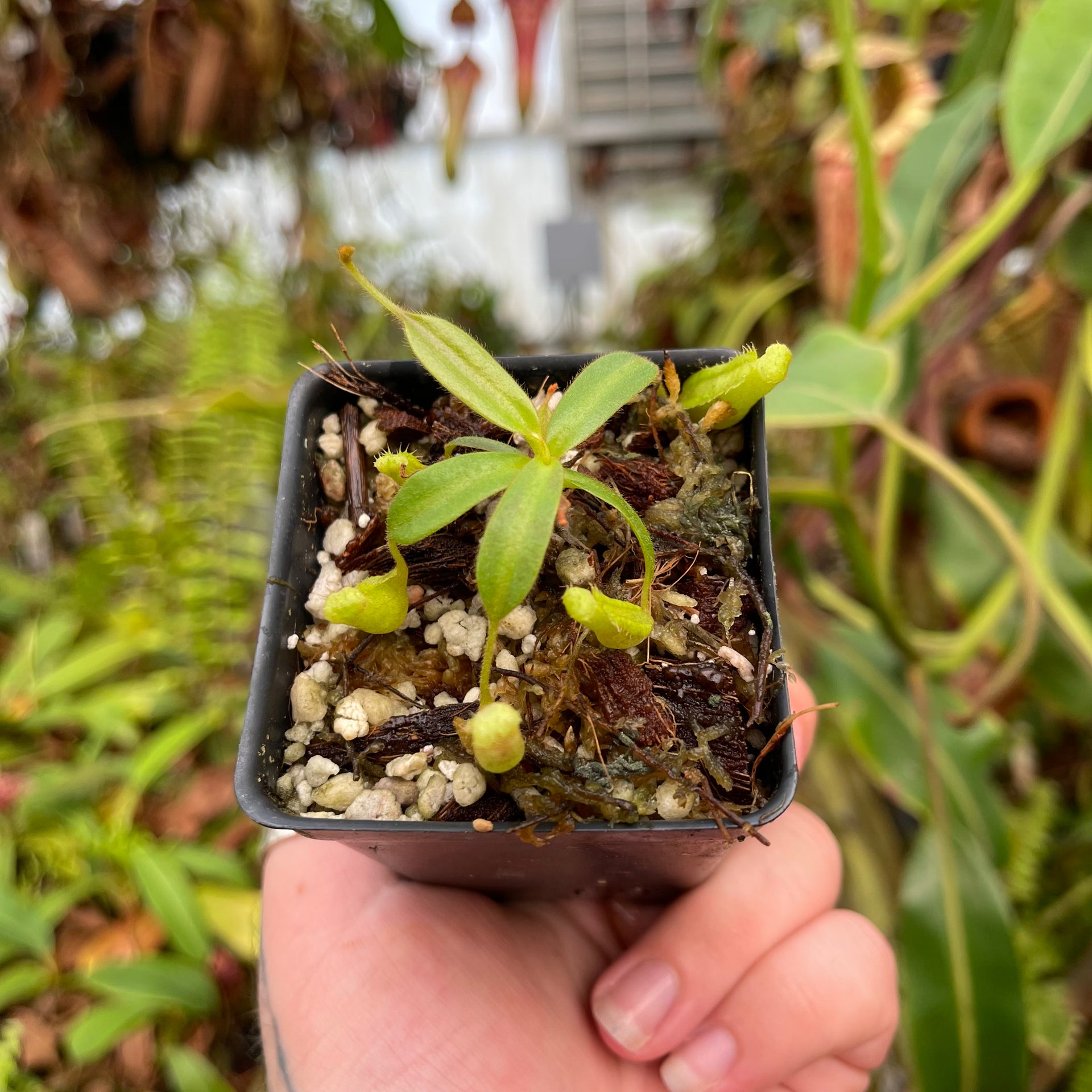 Nepenthes vogelii x platychila, CAR-0456 – Carnivero