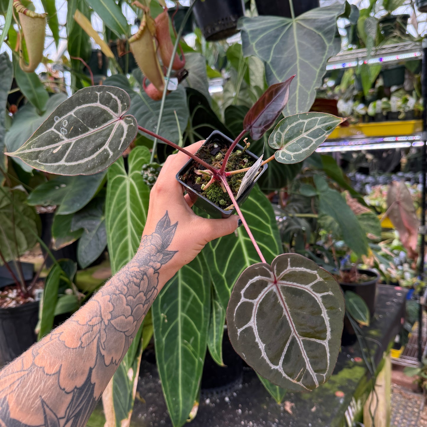 WH0129 Anthurium (Zara x Michelle