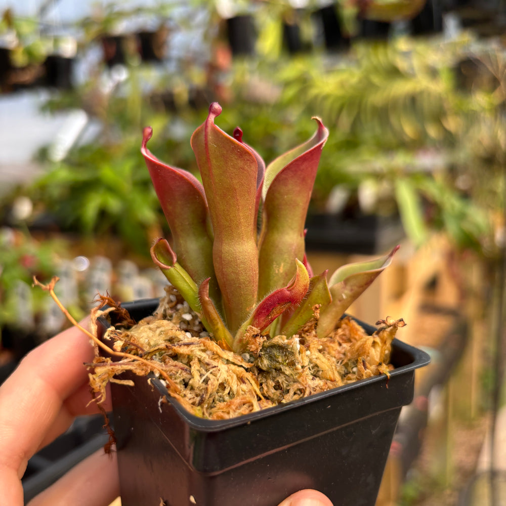 [A757]  Heliamphora pulchella "Red Hairy" (Churi Tepui, Venezuela)