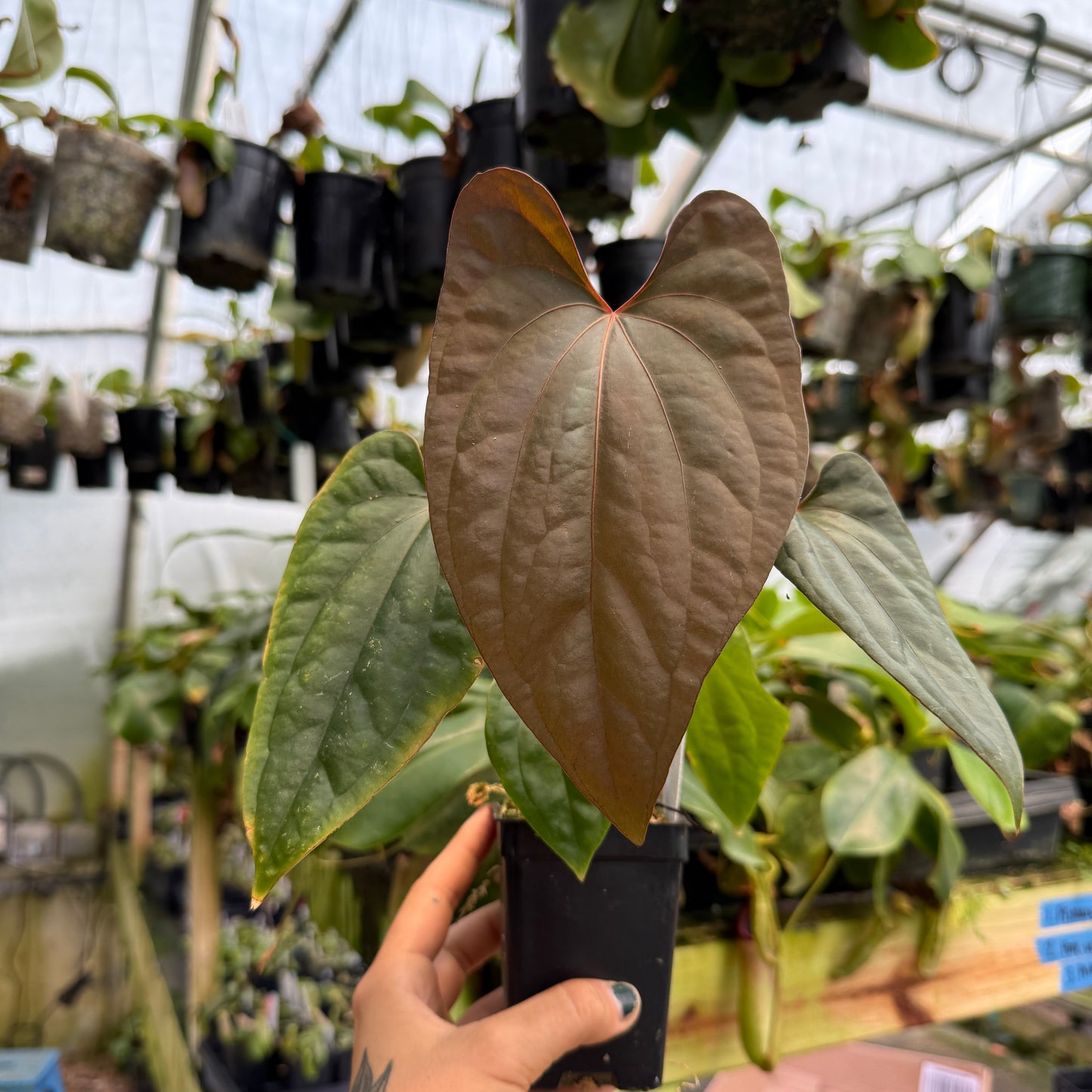 bvep anthurium WH0131 Anthurium antolakii (BVEP) x debilis, CAR-0366 (M)