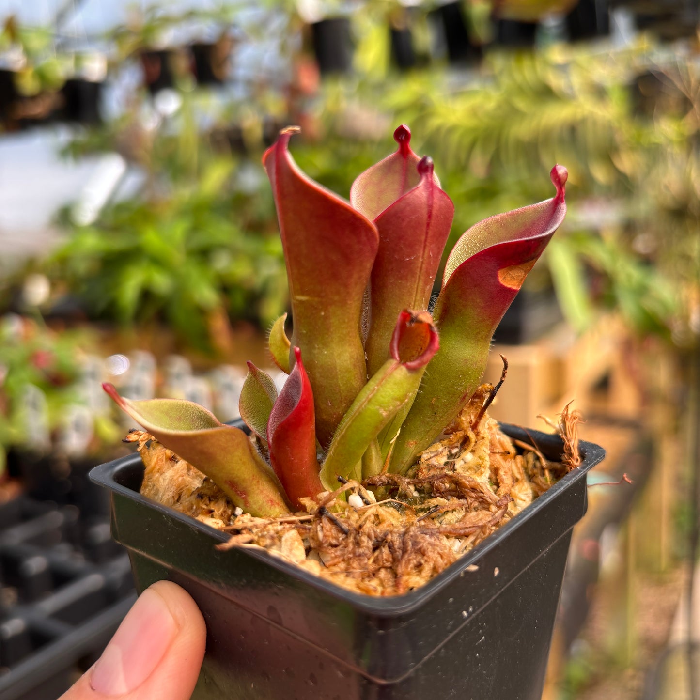 [A757]  Heliamphora pulchella "Red Hairy" (Churi Tepui, Venezuela)