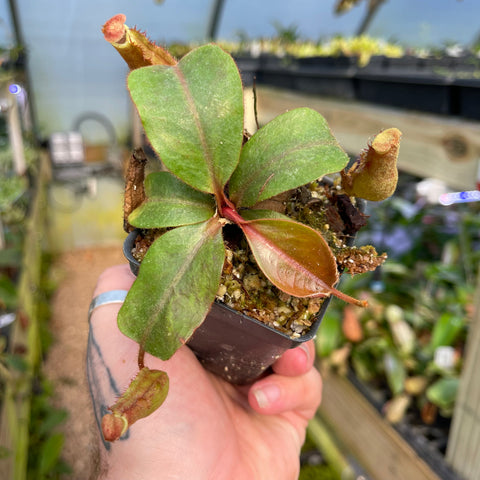 Young Nepenthes CAR-0453 seedling with broad green leaves and red-tinged undersides in a small pot