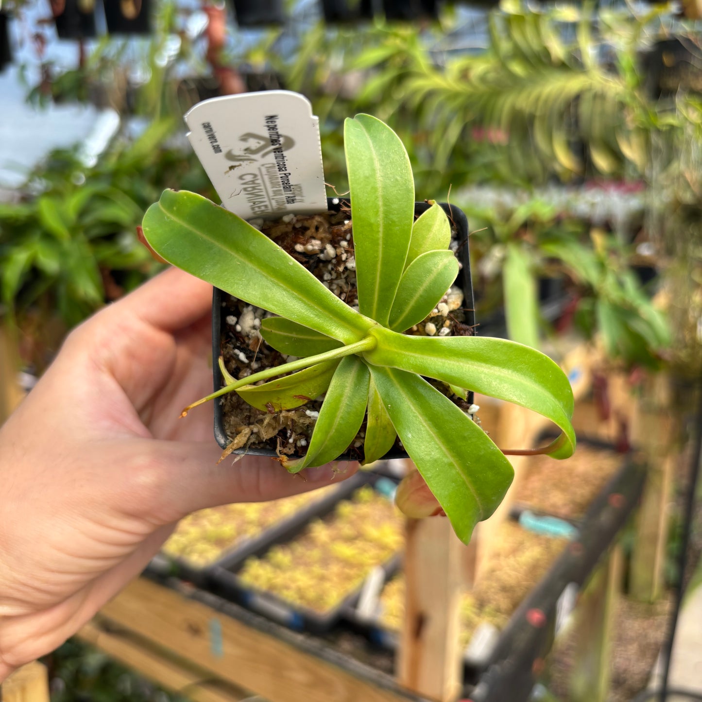 [A759] Nepenthes ventricosa Porcelain / Alba