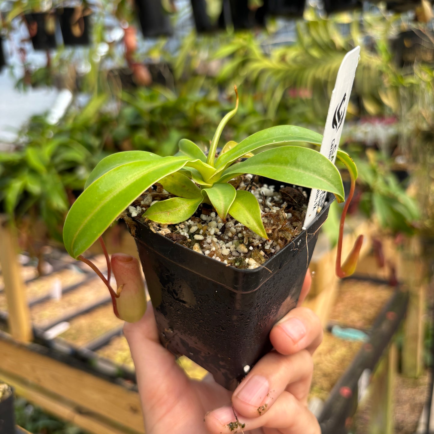 [A759] Nepenthes ventricosa Porcelain / Alba