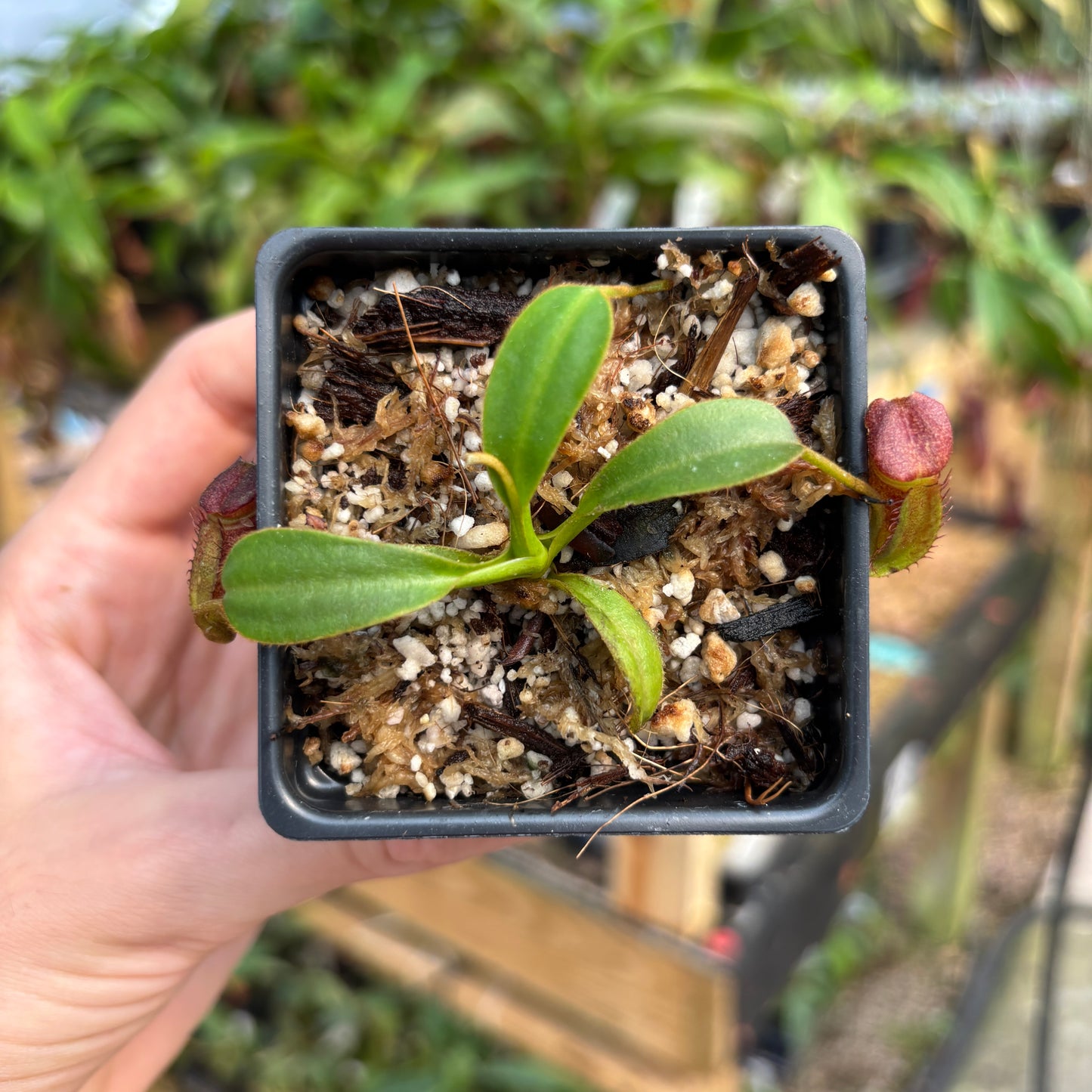[A760] Nepenthes ephippiata (Gunung Raya, Borneo) clone: 05