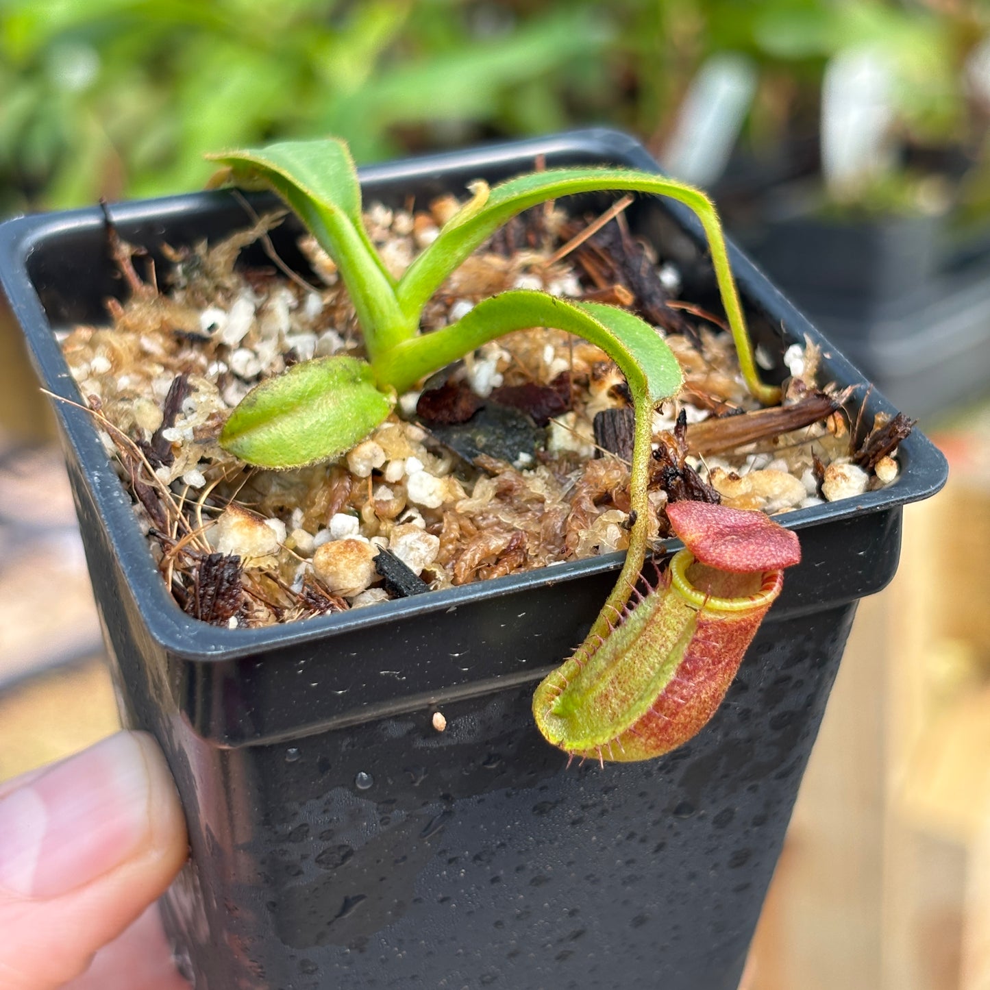 [A760] Nepenthes ephippiata (Gunung Raya, Borneo) clone: 05