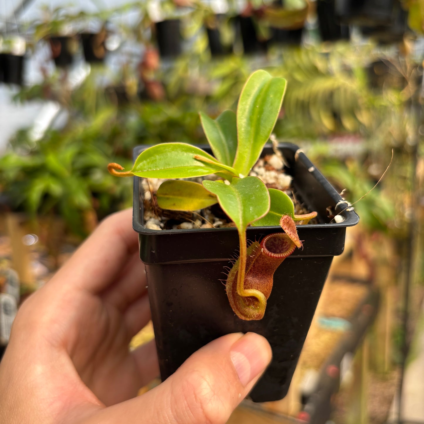 [A762] Nepenthes robcantleyi x diabolica