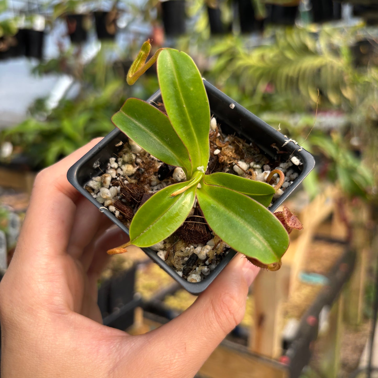 [A762] Nepenthes robcantleyi x diabolica