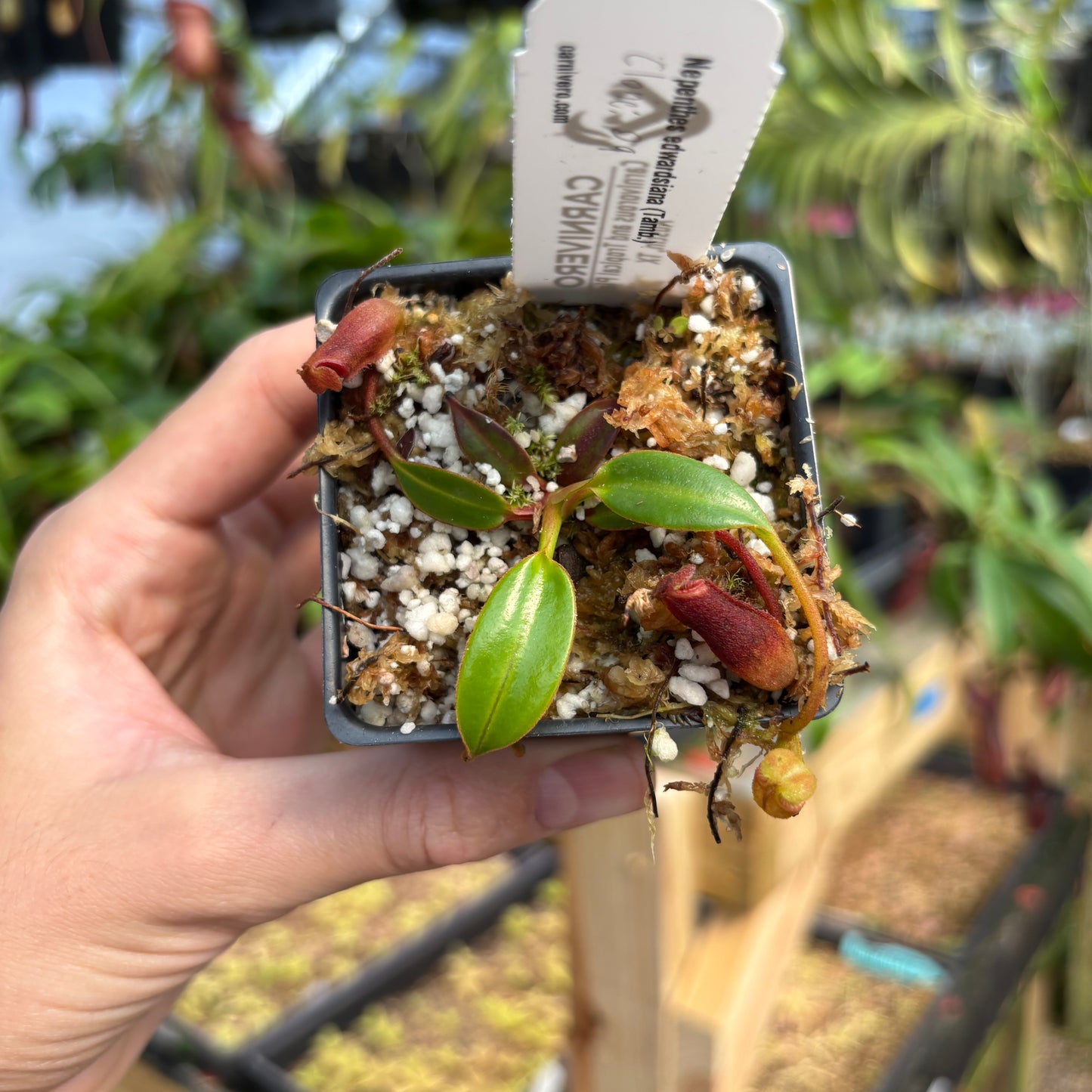 [A763] Nepenthes edwardsiana (Tamb.) Clone: 09
