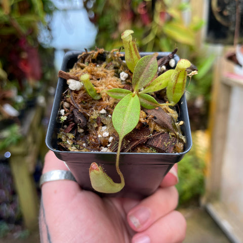 Nepenthes stenophylla x zakriana Mamut Copper Mine with light green leaves and a long hanging pitcher in a small pot.