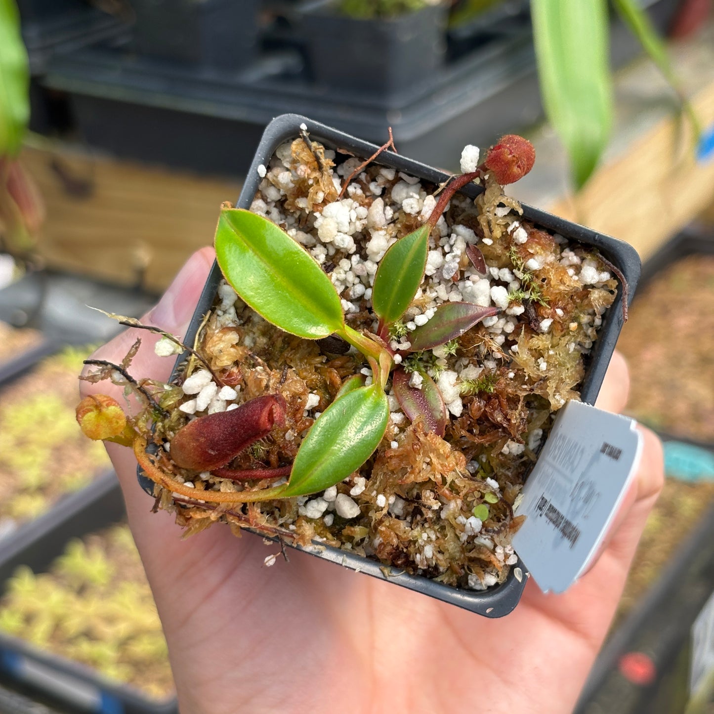 [A763] Nepenthes edwardsiana (Tamb.) Clone: 09