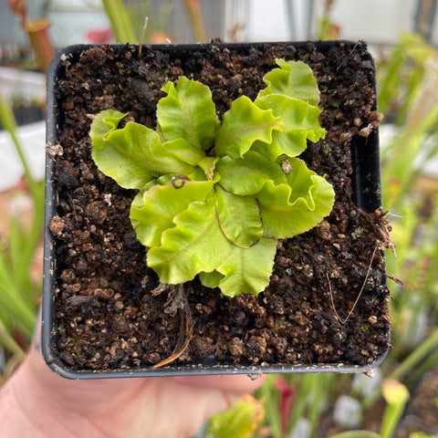 Venus flytrap cultivar GJ Rose rosette in a small square pot with dark soil