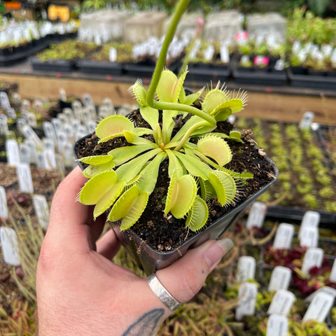 Double Trouble Venus Flytrap in a small pot held by hand pale yellow green traps with serrated edges