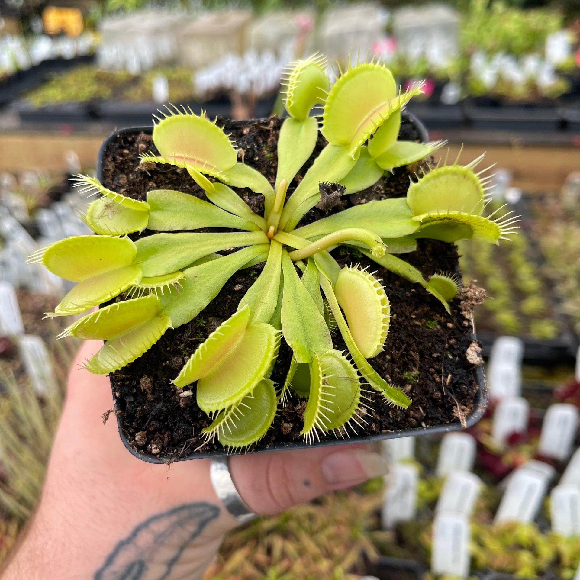 Venus Flytrap- Dionaea muscipula 'Double Trouble' – Carnivero