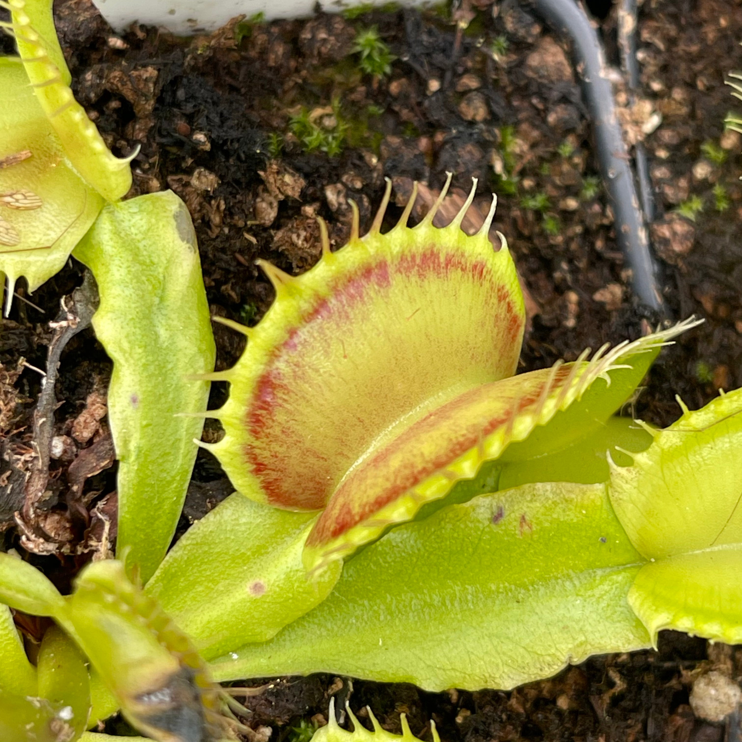ハエトリソウ 'ダブルトラブル’ 食虫植物 Dionaea muscipula Double Trouble ディオネアマスシプラ ダブル