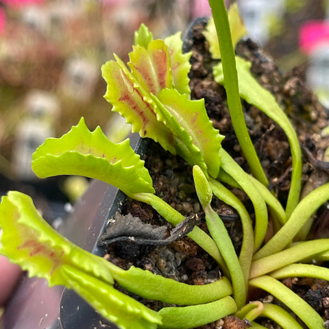 Venus Flytrap cultivar Wacky Trap with lime green leaves and red-edged traps in a small pot