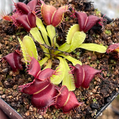 Venus Flytrap Red Moontrap with burgundy traps and pale lime leaves in a small pot