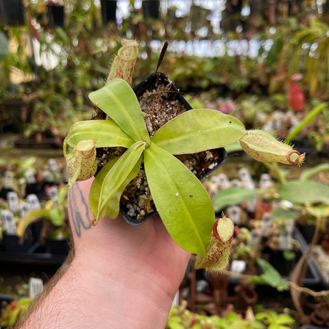 Nepenthes ampullaria Lime Twist hybrid with lime green rosette leaves and pale speckled hanging pitchers