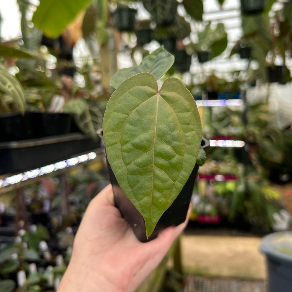 
                      
                        Anthurium Red Crystallinum x luxurians, CAR-0492
                      
                    