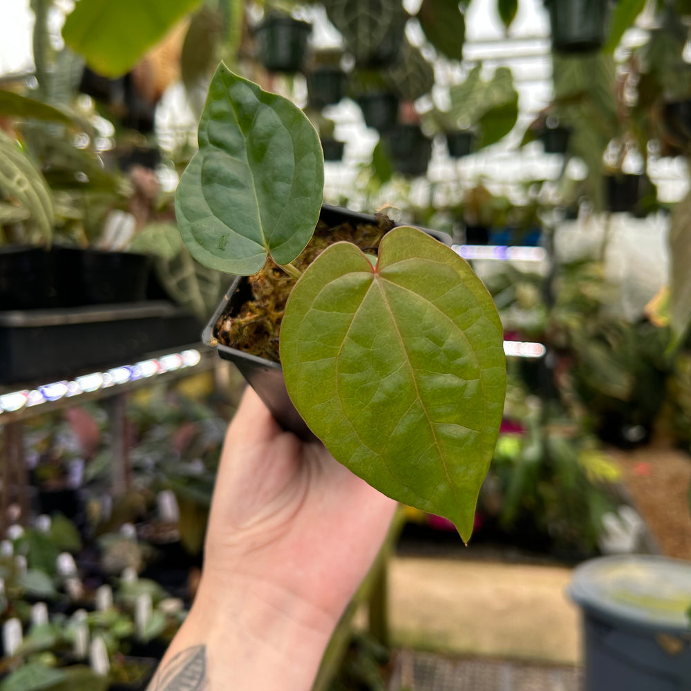 anthurium fairchild x luxurians Anthurium Red Crystallinum x luxurians, CAR-0492 – Carnivero
