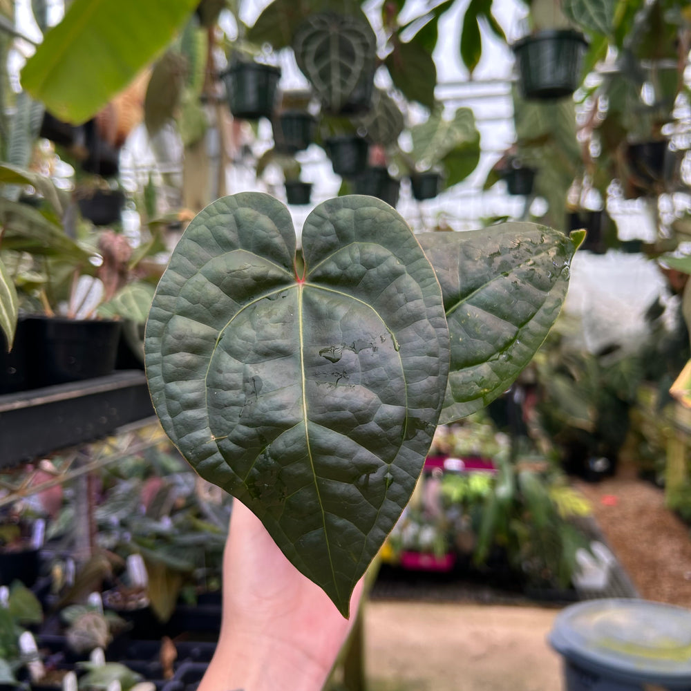 Anthurium Red Crystallinum x luxurians, CAR-0492