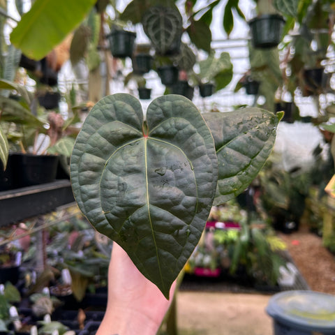 Dark green heart shaped Anthurium leaf with prominent quilted veins
