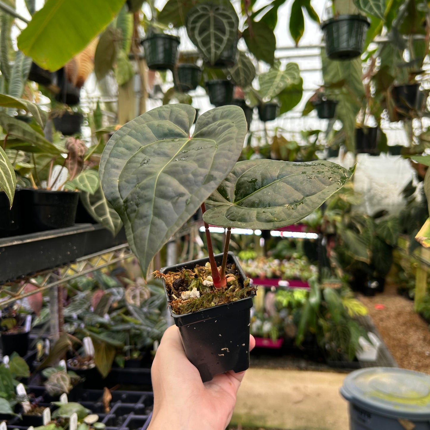 Anthurium Red Crystallinum x luxurians, CAR-0492