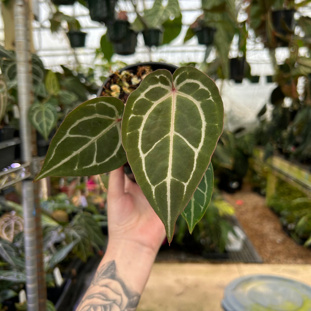 
                      
                        Anthurium Doc block x Red Crystallinum, CAR-0902
                      
                    