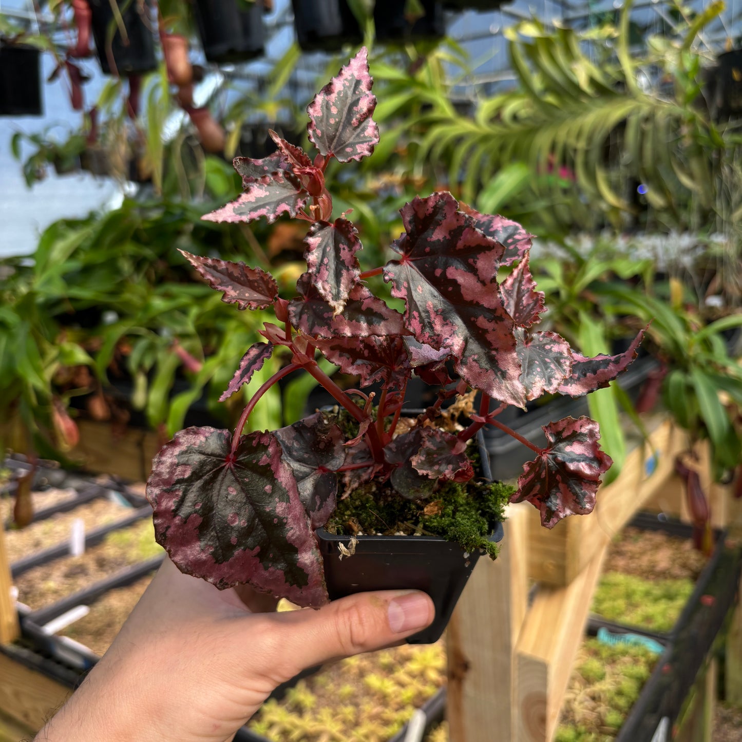 [A774] Begonia amphioxus x ignita