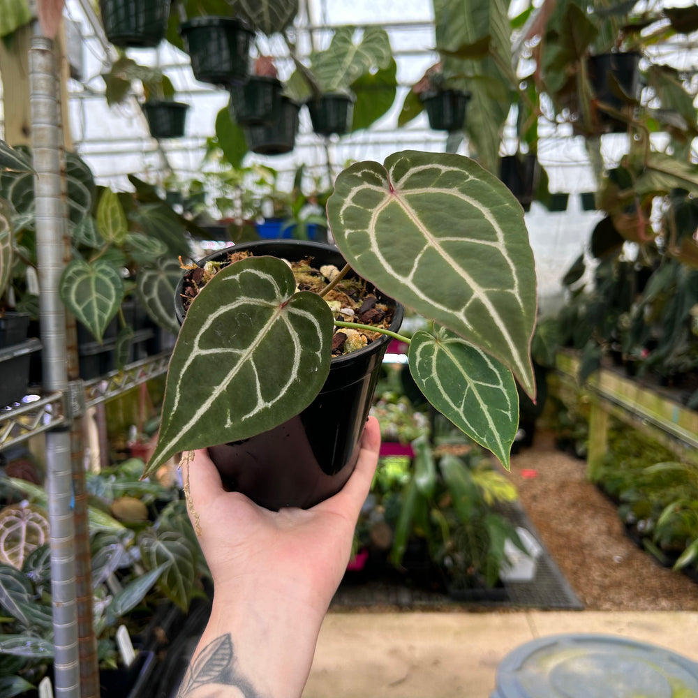 
                      
                        Anthurium Doc block x Red Crystallinum, CAR-0902
                      
                    