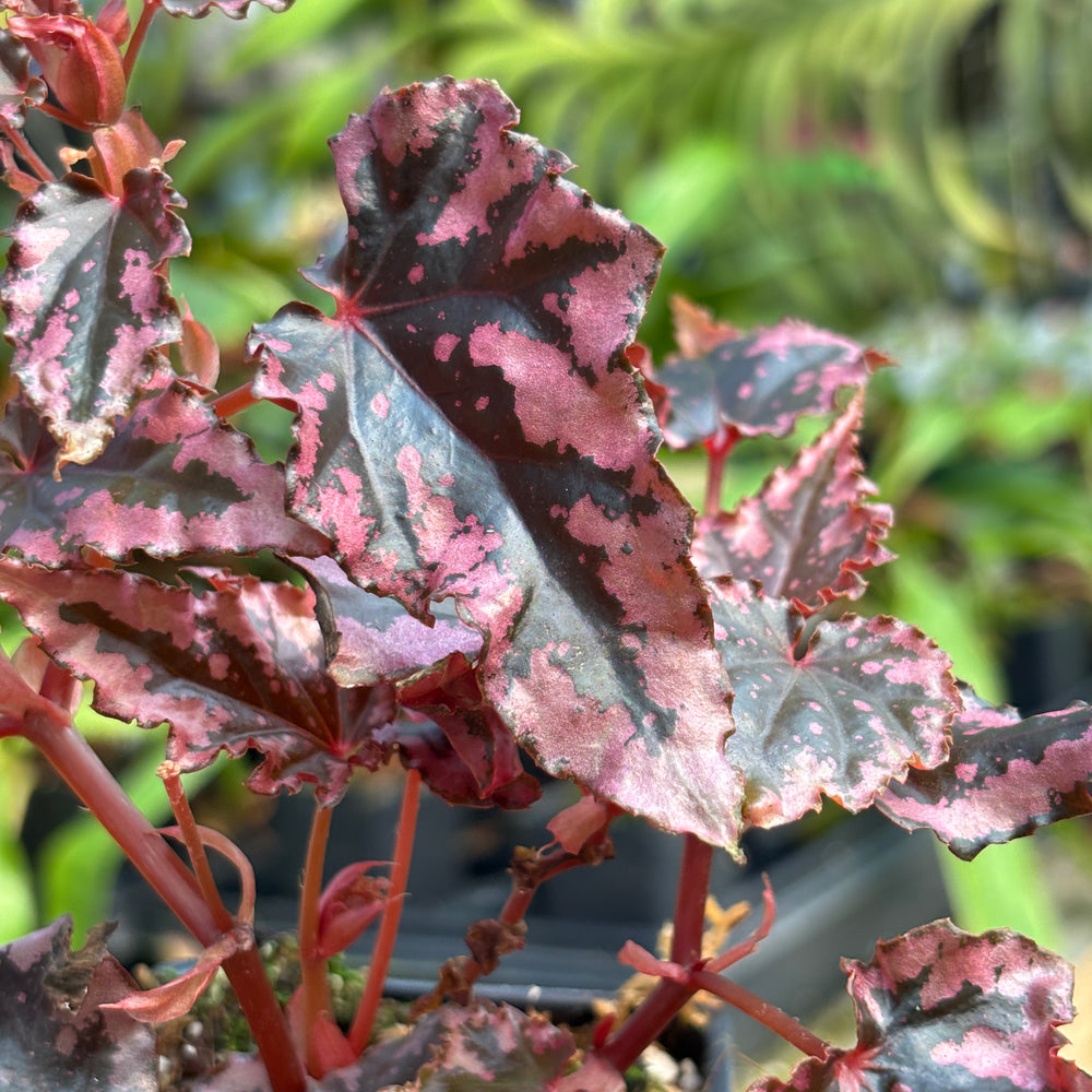 [A774] Begonia amphioxus x ignita