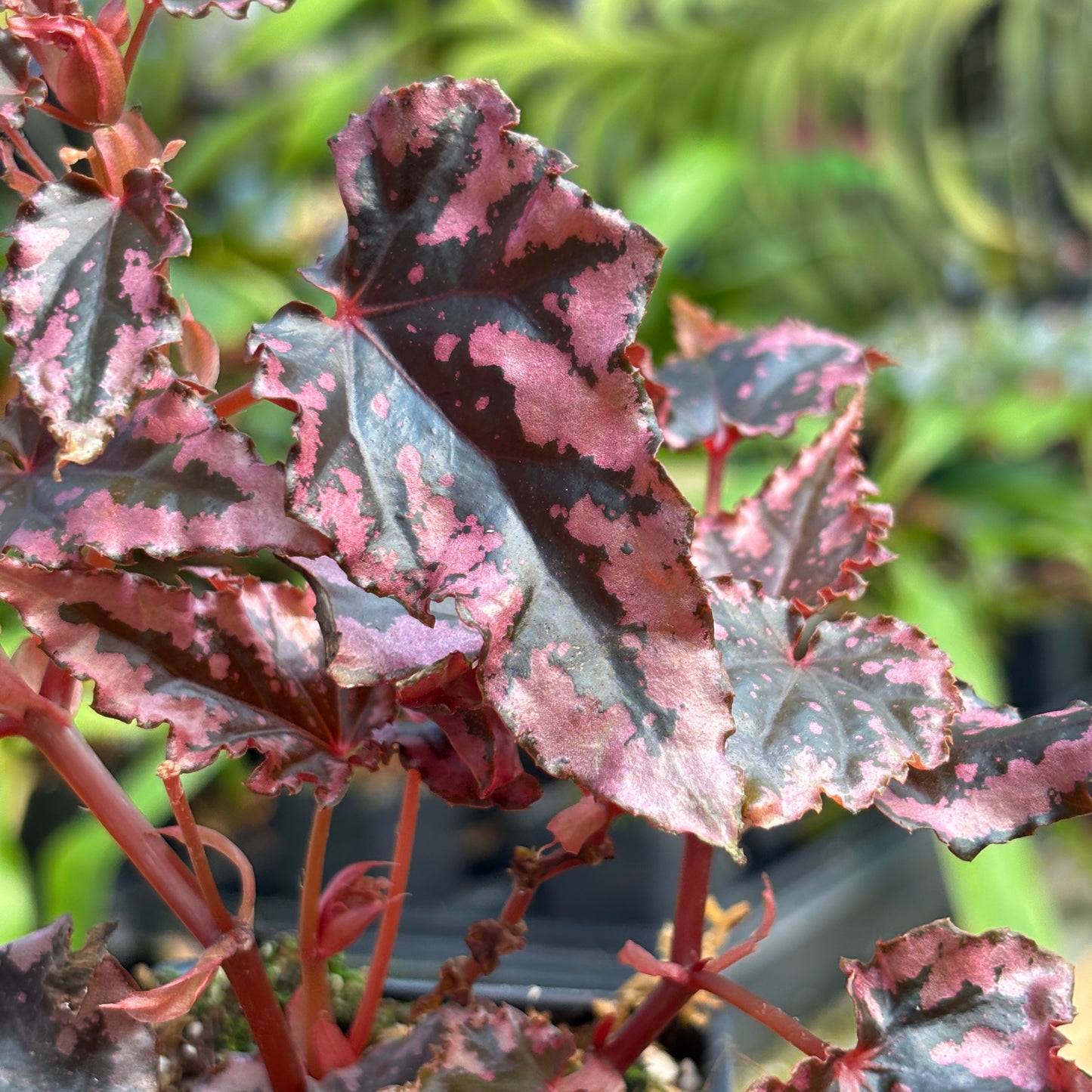 [A774] Begonia amphioxus x ignita
