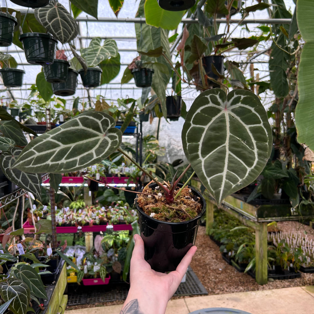 
                      
                        Anthurium Doc block x Red Crystallinum, CAR-0902
                      
                    