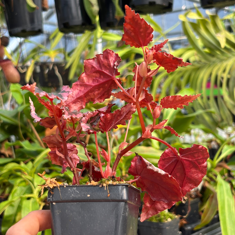 
                      
                        [A774] Begonia amphioxus x ignita
                      
                    