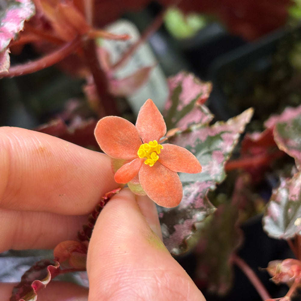 
                      
                        [A774] Begonia amphioxus x ignita
                      
                    