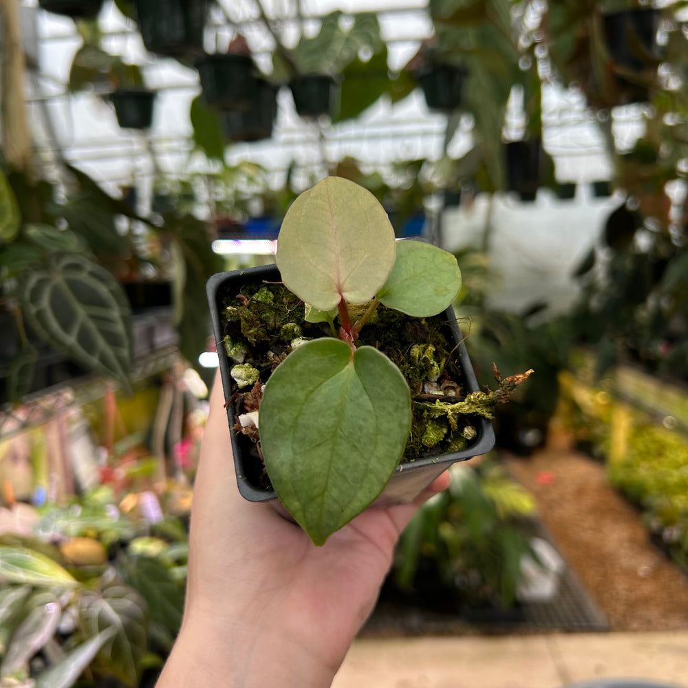 
                      
                        Anthurium luxurians x Red Crystallinum, CAR-0570
                      
                    